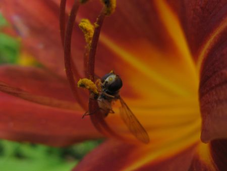 insect having fun