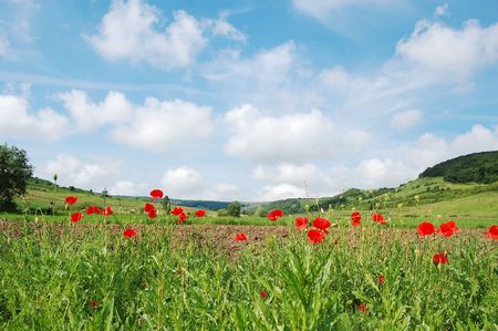 cloudy blue sky and field with poppiesの写真素材