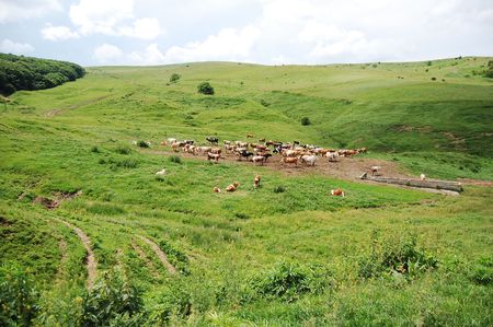 cattles on pasturingの写真素材