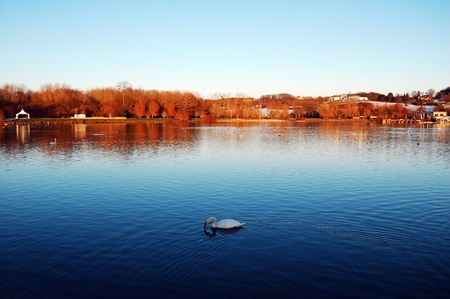 a swan at plan d'eau du canada, beauvaisの写真素材