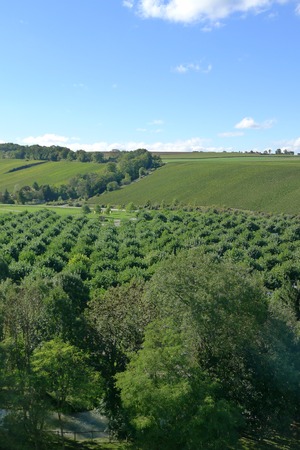 green landscape