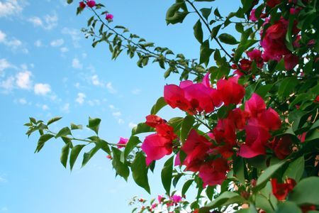 Medium shot of Bougainvillea plant with sky as backgroundの写真素材