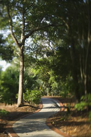 Footpath winding through forest.