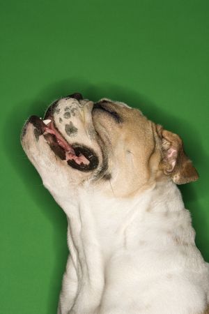 Close-up profile of English Bulldog on green background.の写真素材