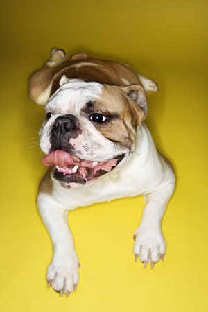 English Bulldog lying on yellow background relaxing.の写真素材