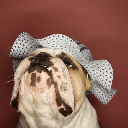 Close-up of English Bulldog looking upward and wearing a bonnet.の写真素材