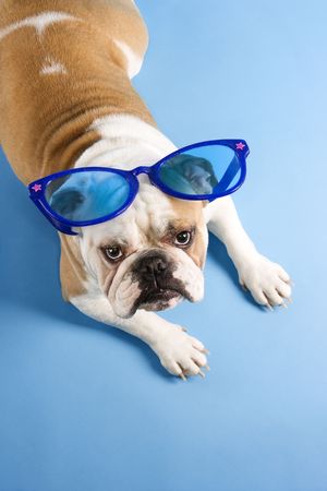 High angle of English Bulldog laying on blue background wearing oversized blue sunglasses and looking at viewer.の写真素材