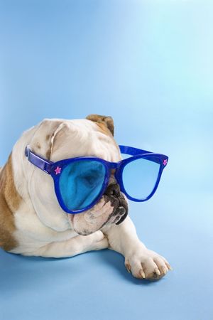 English Bulldog laying on blue background wearing oversized blue sunglasses.の写真素材