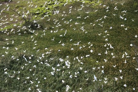 Aerial of white egrets in flight over green grassy field in Maui, Hawaii.の写真素材