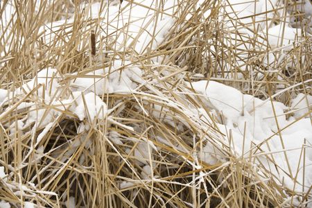 Cattail plants in snow.の写真素材