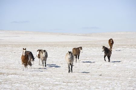 Horses in snow covered pasture.の写真素材