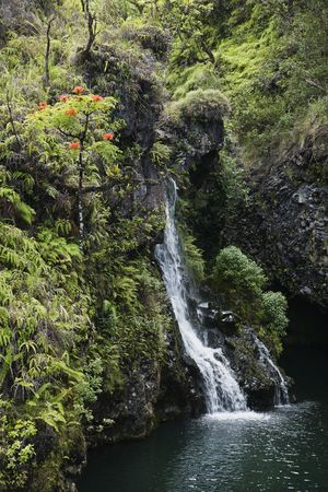 Tropical waterfall.の写真素材