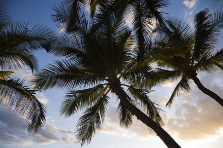 Palm trees silhouetted against sky in Maui, Hawaii.