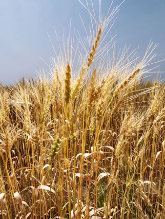 Field of wheat ready for harvest against blue sky.の写真素材