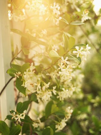 Sun flare through flowering vine and white picket fence.