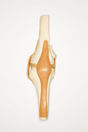 Medical knee model.の写真素材