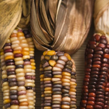 Close-up of three multicolored ears of Indian corn.の写真素材