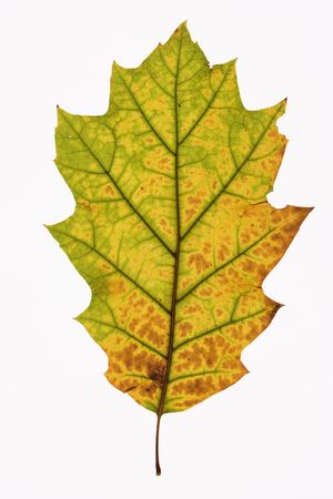 Oak leaf in Fall color against white background.