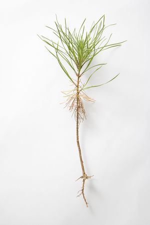 Still-life of dug up sapling in studio against white background.の写真素材