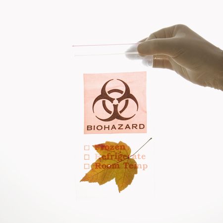 Hand wearing white rubber glove holding plastic biohazard bag containing orange Maple leaf.の写真素材