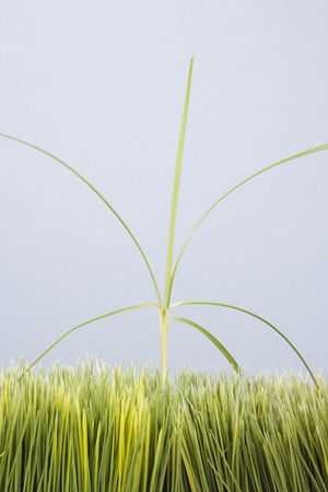 Single tall grass sprout standing out of manicured lawn.の写真素材