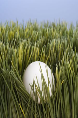 Studio shot of a white egg buried in grass.