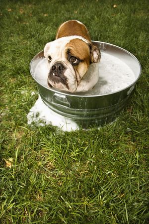 English Bulldog looking out from tub of bath water in yard.の写真素材
