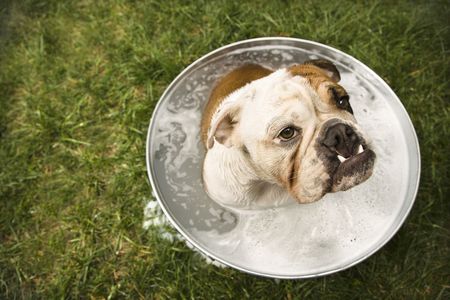 English Bulldog sitting in tub of bath water outdoors.の写真素材