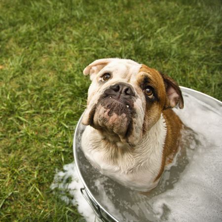 English Bulldog looking up from tub of bath water.の写真素材