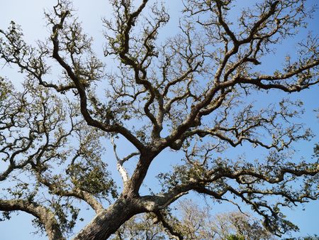 Low angle view of branches of live oak tree with blue sky in background.の写真素材