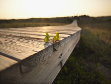 Low angle view of wooden boardwalk with plant growing on it at  Bald Head Island, North Carolina.の写真素材