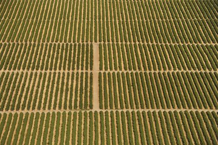 Aerial view of farmland with rows of crops.の写真素材
