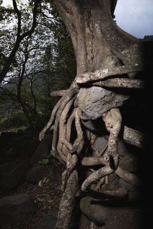 Close up of tangled roots of tree.の写真素材