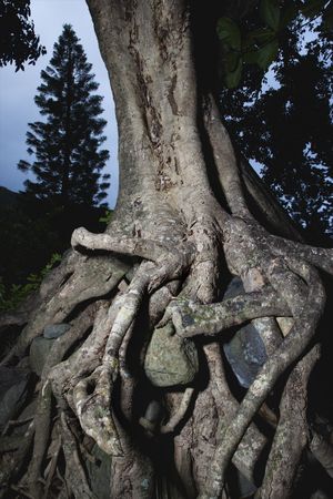 Close up of tangled roots of tree.