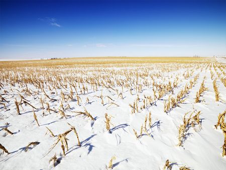 Desolate snow covered corn field in the Midwestern, USA.の写真素材