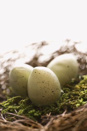Studio still life of bird's nest with three speckled eggs.の写真素材