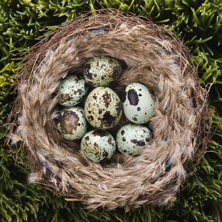 Still life of speckled eggs in nest.の写真素材