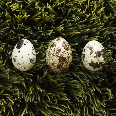 Speckled eggs on grass.の写真素材