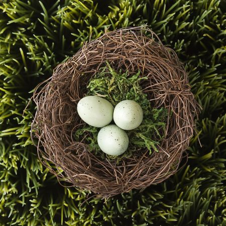 Speckled eggs in nest on grass.の写真素材