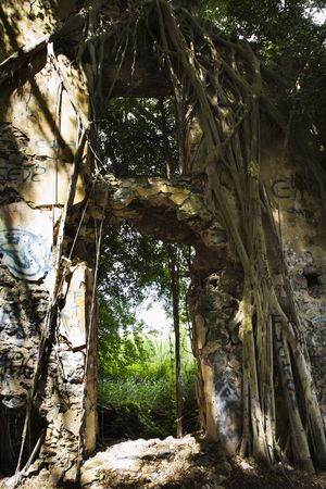 Close up of doorway overgrown with vines of dilapidated structure in Maui.の写真素材