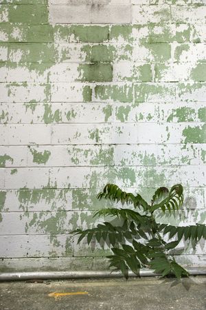 Weathered concrete wall of building with plant.の写真素材