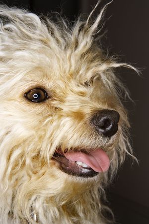 Portrait of mixed breed dog smiling.の写真素材