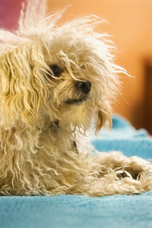 Portrait of mixed breed dog looking off to side.の写真素材