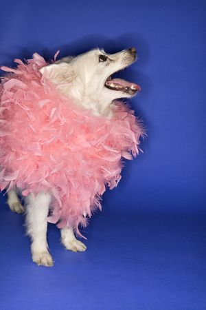 Fluffy white dog wearing pink feather boa.の写真素材