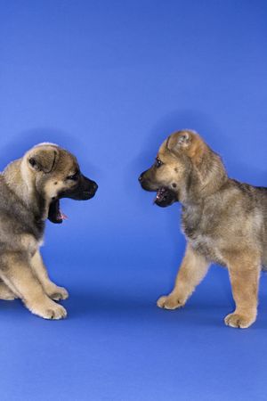 Two puppies looking at eachother.の写真素材