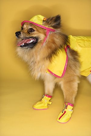 Brown Pomeranian dog wearing rain gear.の写真素材