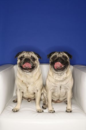 Two Pug dogs sitting in chair.の写真素材