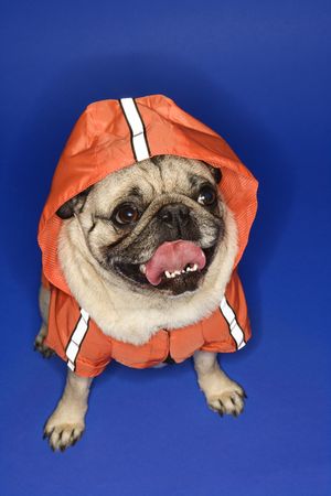 Pug wearing hoodie jacket.の写真素材