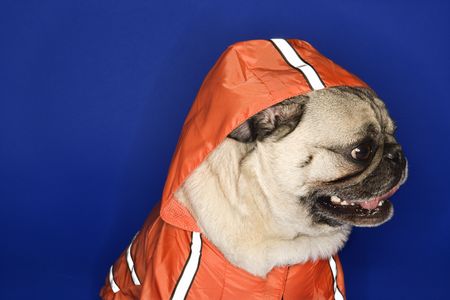 Pug wearing hoodie jacket.の写真素材