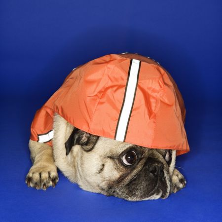 Pug wearing hoodie jacket.の写真素材